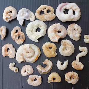 May include: A collection of 19 white and cream-coloured seashells of various shapes and sizes. The shells are arranged on a black surface.