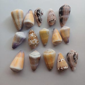 May include: A collection of various seashells, showcasing a range of colors and patterns. The shells vary in size and shape, with hues of beige, brown, and white. Some shells have unique markings and textures, creating a natural display.
