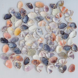 Conchas de almejas multicolores, material para manualidades, decoración para peceras, 2 cm