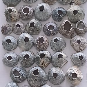 Puede incluir: Una colección de percebes de varios tamaños, grises y blancos. Cada percebe tiene una abertura central y un exterior texturizado en forma de concha. La disposición está sobre una superficie blanca, mostrando las variaciones naturales de color y forma.