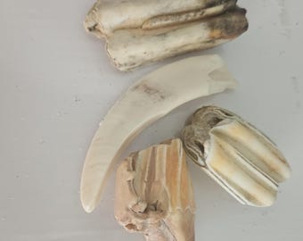 Set of 4 sea washed animal teeth (pig and cows or horses) handpicked on beaches in Kyushu, Japan.