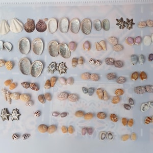 Muschelpaare für Schmuck oder Handwerk machen 30 Paare, Sie können aus dem Bild wählen, was Sie bevorzugen.  Größe von 1,5 bis 3 cm.
