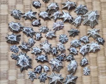 Cone shells star shaped from Okinawa Japan