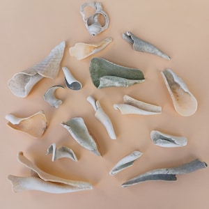 May include: A collection of 14 seashells in various shapes and sizes, including a spiral shell, a cone-shaped shell, and a flat shell with a green and white pattern.