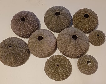 9 urchins from Japan, varying from 5 to 2cm