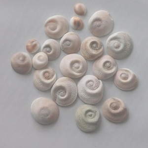 May include: A selection of small, off-white, spiral-shaped seashells with textured surfaces. Some shells have a light brown or tan hue, while others are creamy white. The shells vary in size and are scattered on a plain, light background.