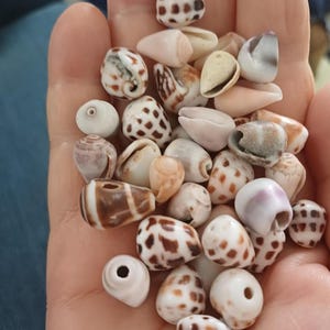 Puede incluir: Una colección de pequeñas conchas marinas de diversas formas y colores, incluyendo blanco, marrón y beige. Algunas conchas tienen patrones moteados, mientras que otras son lisas. Las conchas se sostienen en una mano.