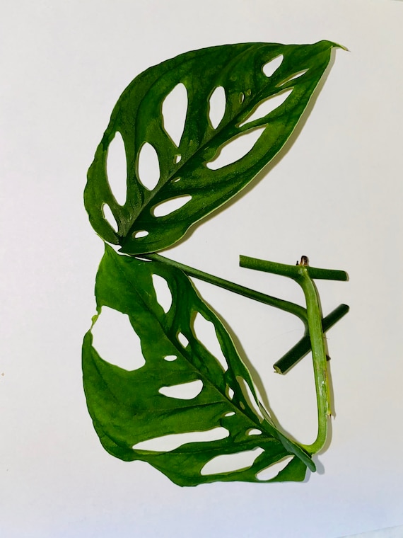 LIVE* Monstera Adansonii Cutting Unrooted - Etsy