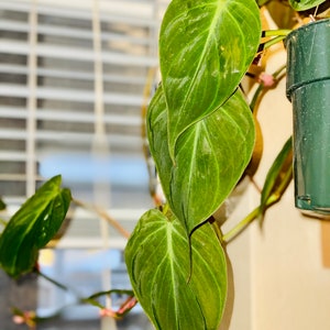 LIVE* Mican aka Velvet Leaf Philodendron cutting rooted or unrooted