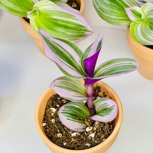 LIVE* Seltene Tradescantia Nanouk Pflanze/Pink Wanderjude