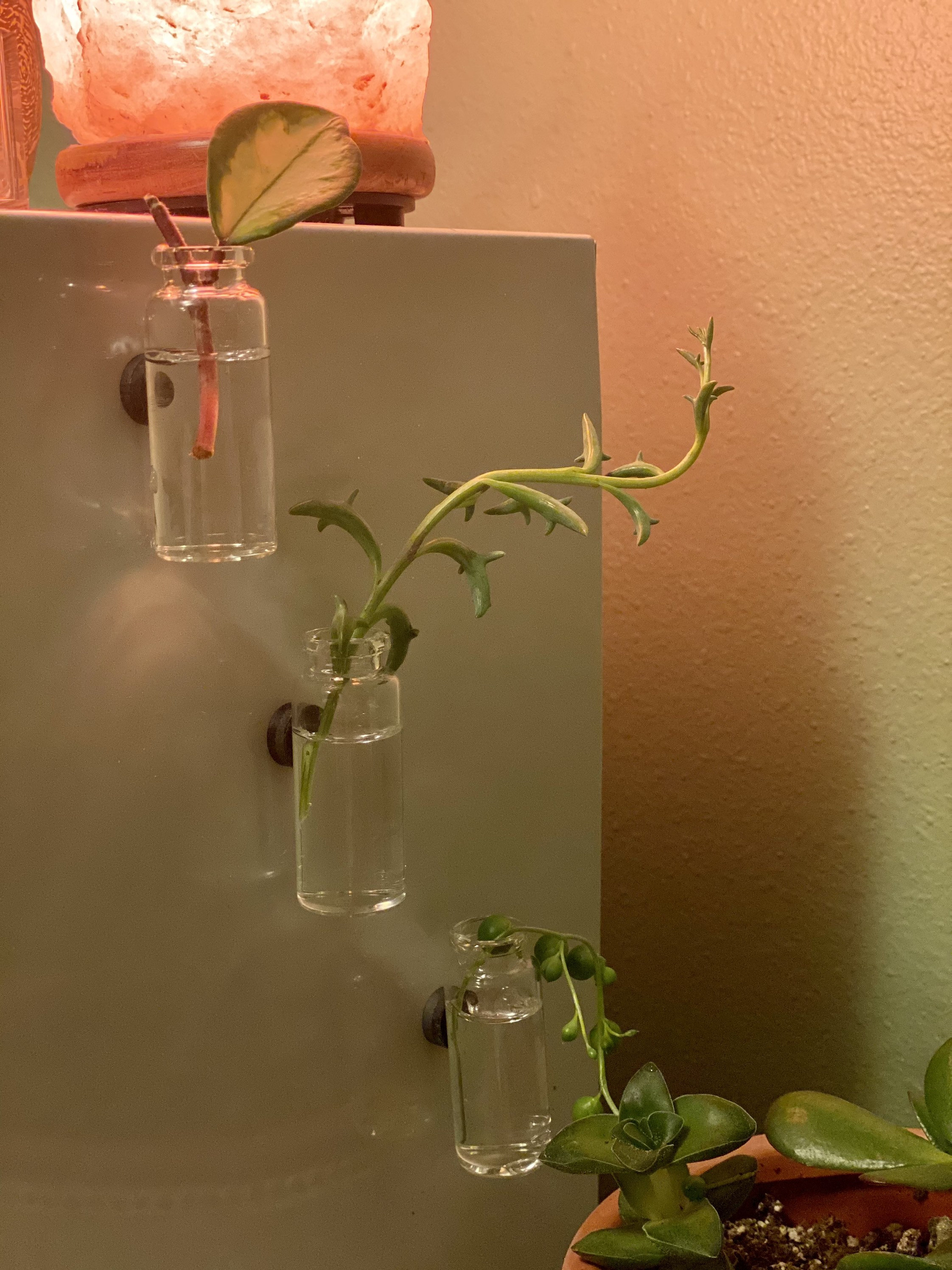 Set of Three Glass Jars Propagation Station Etsy