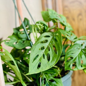LIVE* Monstera Adansonii snijden onbeworteld