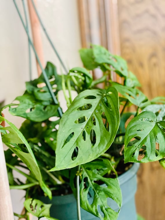 monstera thai constellation preis Monstera Thai Constellation 4" pot