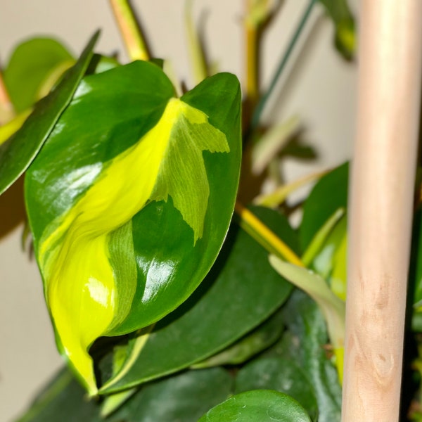 LIVE* Philodendron Brasil cutting unrooted