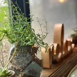 LIVE* TWO String of Dolphins 5” each succulent strand unrooted