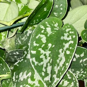LIVE silver satin pothos cutting unrooted