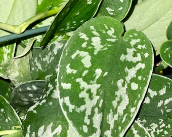 LIVE silver satin pothos cutting unrooted