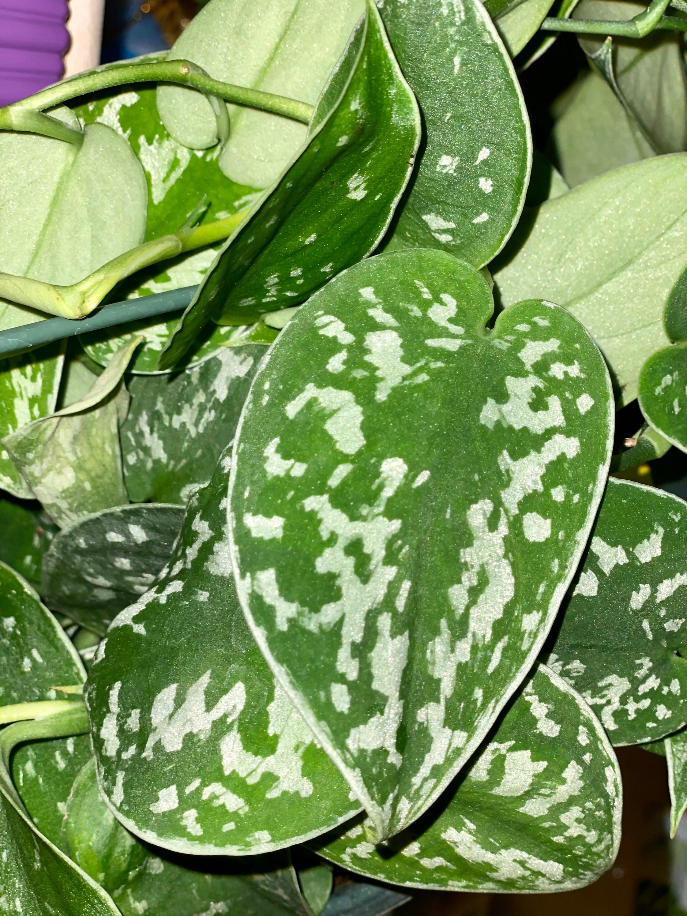 LIVE Silver Satin Pothos Cutting Unrooted - Etsy