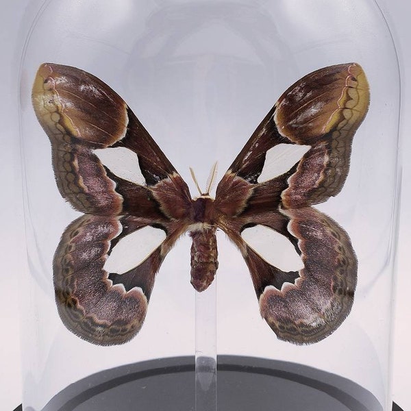 Papillon Rothschildia erycina ou papillon de soie de Rothschild mâle d'Equateur naturalisé sous cloche en verre lumineuse à LED
