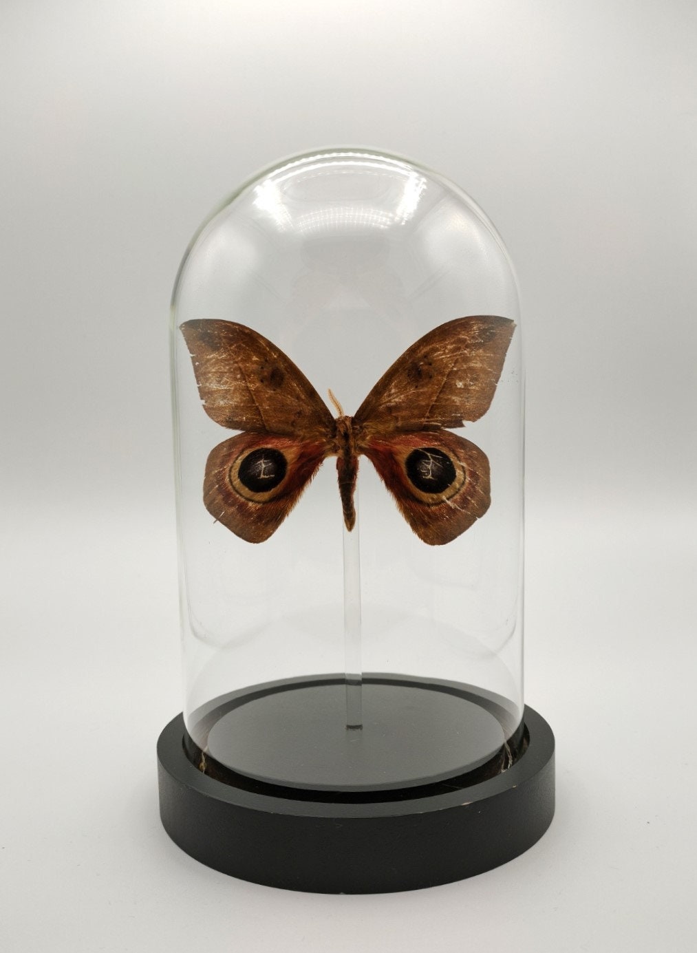 Véritable Papillon Saturniidae Automeris Metzli Naturalisé Sous Cloche en Verre Lumineuse à Led