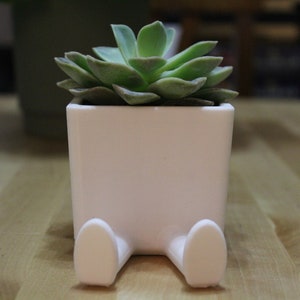 May include: A small green succulent plant potted in a white ceramic planter. The planter is square-shaped with two protruding white legs extending from the bottom front, giving the appearance of a seated figure holding the plant.