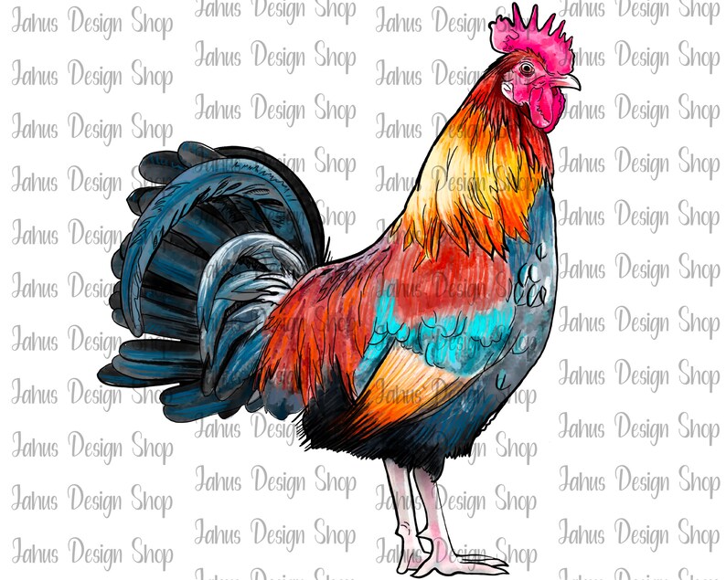 May include: A watercolor illustration of a rooster with a red comb and wattle, blue, orange, and red feathers, and a white background.