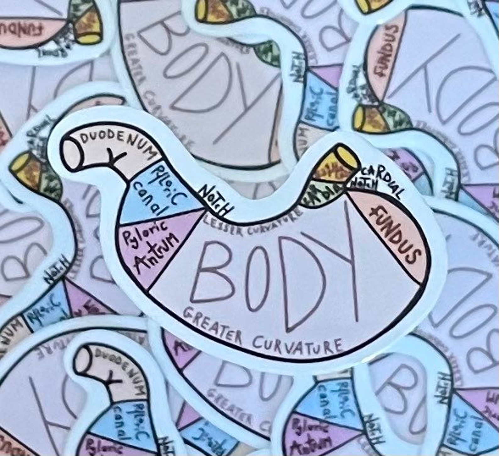 Labelled anatomical stomach sticker | Etsy