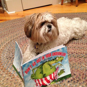 May include: A white and brown Shih Tzu dog is sitting on a rug with a children's book titled "Don't go out in your underwear!" The book features a green dragon wearing red and white striped underwear.