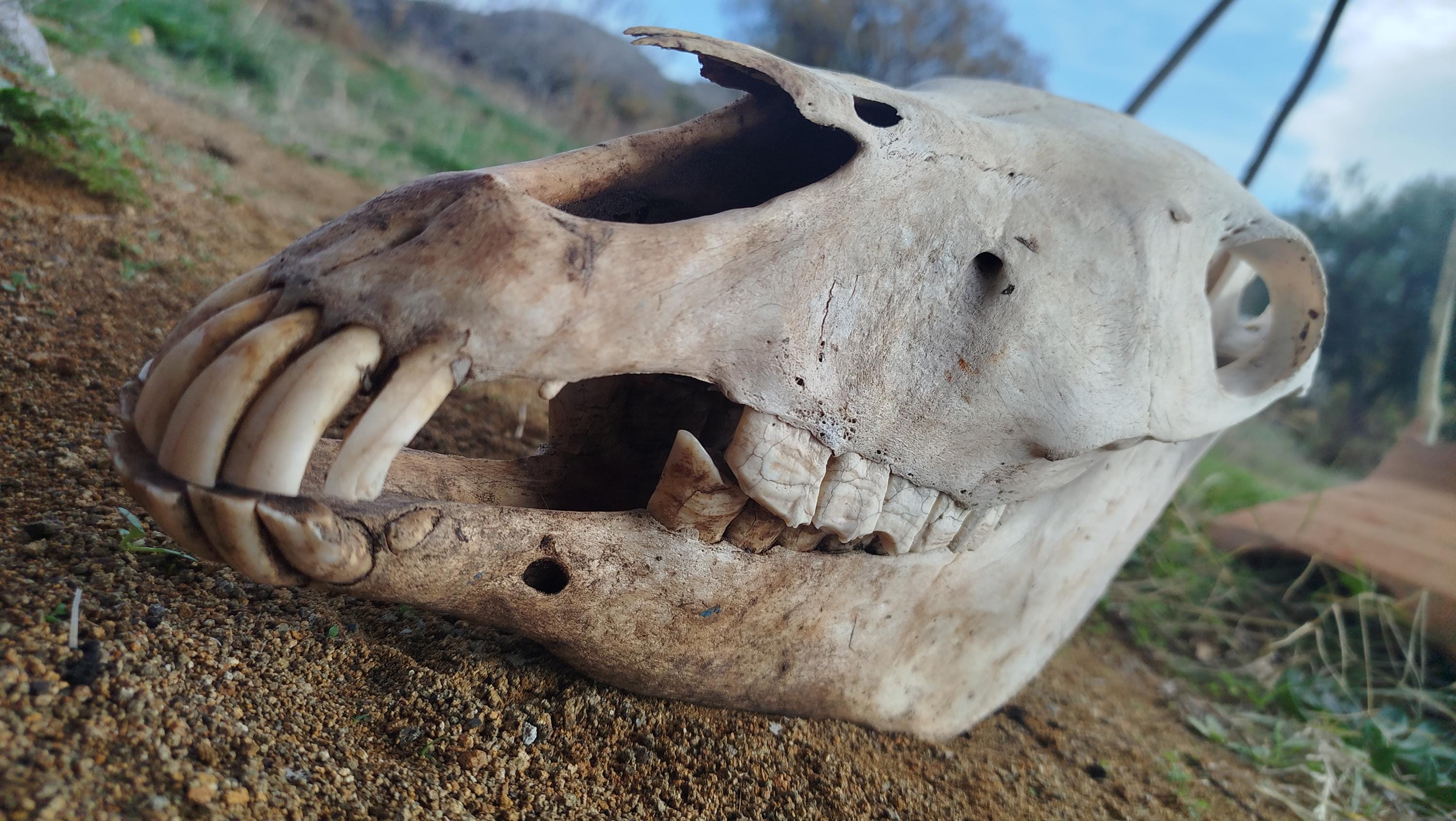 高品質！ ロバ（Donkey）頭骨　♂ Equus asinus（ロバ）