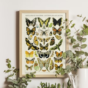 Butterflies and Moths I - Adolphe Millot Print 1923, Science Art Poster, Larousse Illustration, Insect Wall Decor, Vintage Scientific Art