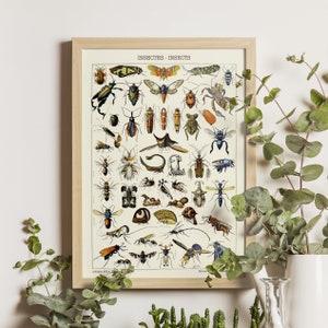 Insects Illustration, Adolphe Millot Art Print, Vintage Science Poster, Larousse Illustration, Entomology Print, Wall Decor