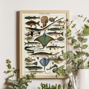 Sea Life Illustration Art Print by Adolphe Millot, Vintage French Science Illustration, Ocean Life Wall Art Decor, Marine Wildlife
