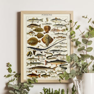Fish with French Labels Art Print, Adolphe Millot 1923, Science Illustration, Larousse Poster, Vintage Marine Life, French Scientific Art