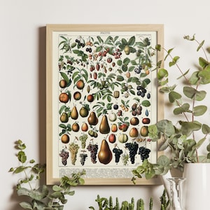 Fruits with French Captions Print, Adolphe Millot, 1923, Botanical Art, Vintage Fruit Prints, Kitchen Wall Decor, French Vintage Art