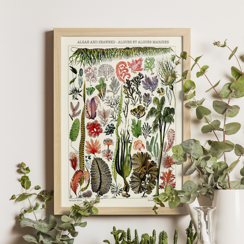 Algae and Seaweed - Adolphe Millot Print 1923, Science Art Poster, Larousse Illustration, Botanical Wall Decor, Vintage Scientific Art