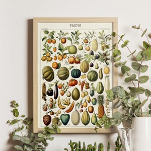 Früchte Illustration, Adolphe Millot Kunstdruck, Vintage Wissenschaft Poster, Larousse Illustration, botanischer Druck, Küche Wanddekor