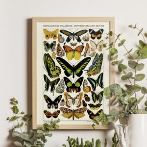 Butterflies and Moths II - Adolphe Millot Print 1923, Science Art Poster, Larousse Illustration, Insect Wall Decor, Vintage Scientific Art
