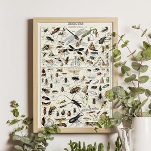 Insects I with French Labels, Adolphe Millot Art Print, Vintage Science Poster, Larousse Illustration, Entomology Print, Wall Decor