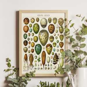 Eggs Art Print, Adolphe Millot 1923, Science Illustration, Larousse Poster, Vintage Botanical, Scientific Decor, Egg Diagram