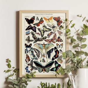 Butterflies and Moths with French Labels - Adolphe Millot Print 1923, Vintage Science Art Poster, Larousse Collection, Insect Illustration