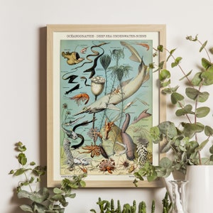 Deep Sea Underwater Scene Art Print, Adolphe Millot 1923, Marine Life Illustration, Larousse Poster, Oceanography, Vintage Ocean Decor