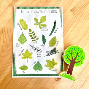 British tree leaf identification printable nature resource. Nature artwork and woodlands field guide great for nature journaling