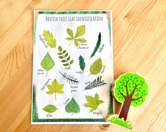 British tree leaf identification printable nature resource. Nature artwork and woodlands field guide great for nature journaling