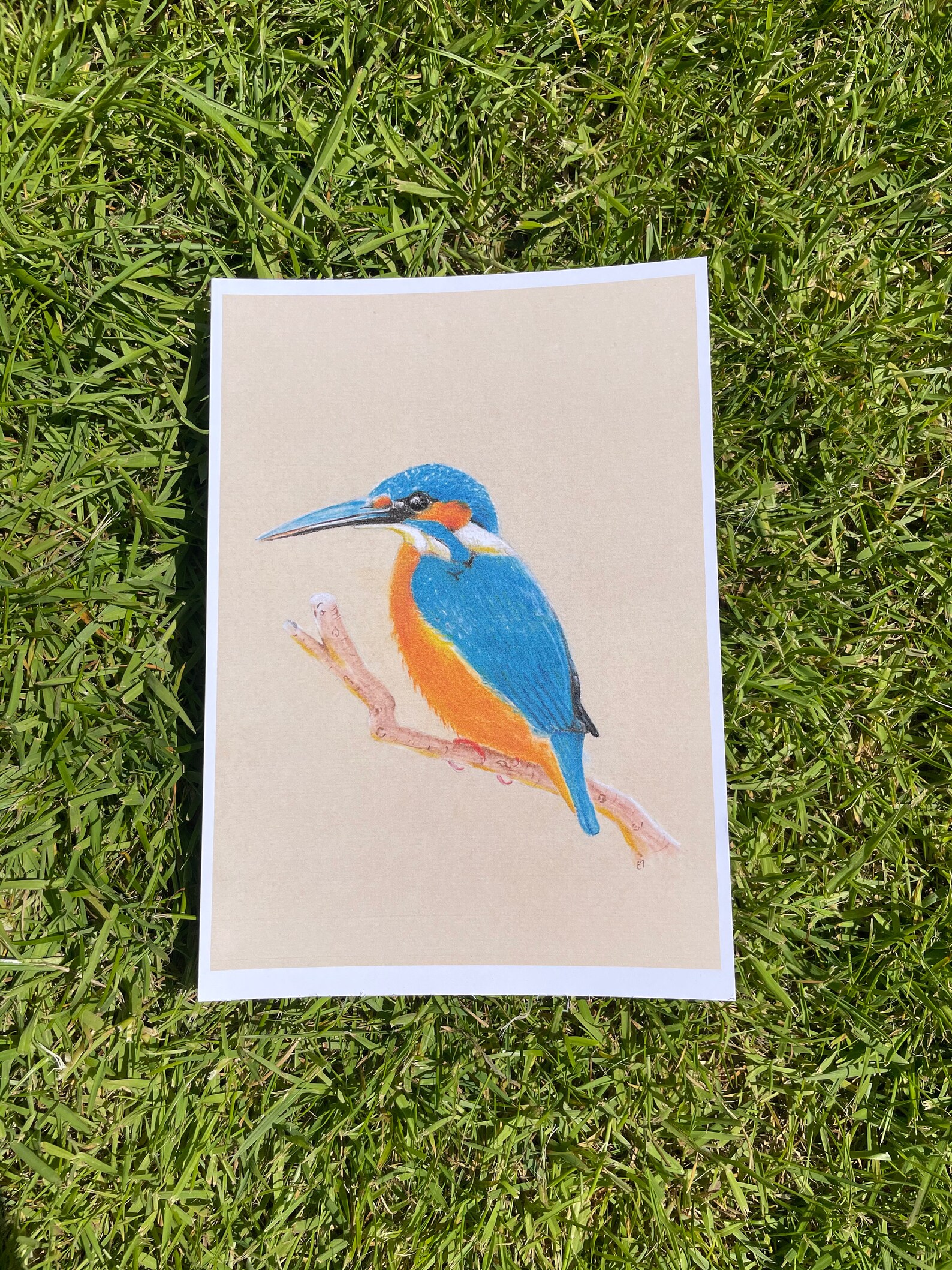 Kingfisher Wall Art Wildlife Home Decor Perfect for Nature Etsy UK