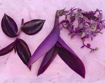 Tradescantia bundle, Tradescantia “burgundy”, callisia repens “Pink Panther”, Purple Heart Tradescantia.