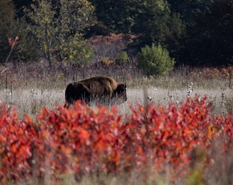 Grazing Bison in Fall Colors Image, Image, Blank Note Card, Landscape Photography, Native MN Animals, MN Wildlife