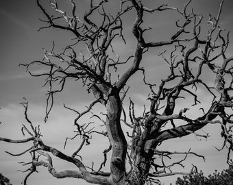 Black and White View of Tree and CO Sky Image, Blank Note Card, Landscape Photography, CO Mountains