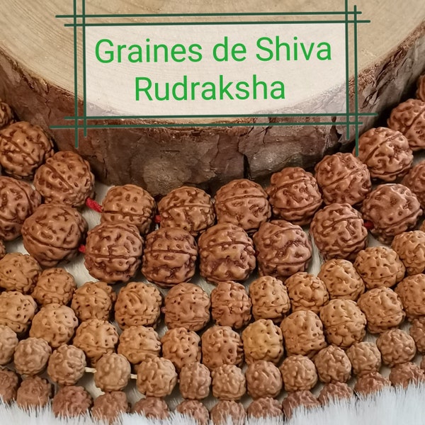 100 perles Graines de Shiva-Rudraksha naturelle 6-7mm | 7-8mm | 8-9mm | 14-15mm | véritable Graines de Shiva-Rudraksha