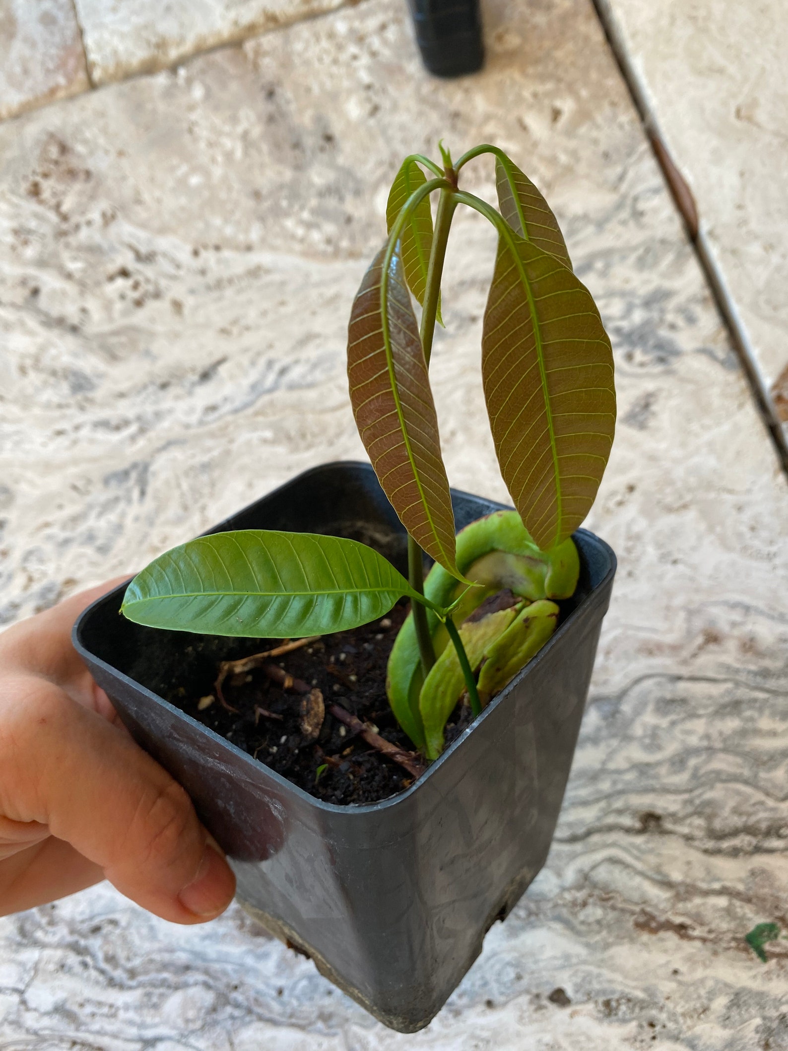 Golden honey mango tree starter plant Etsy