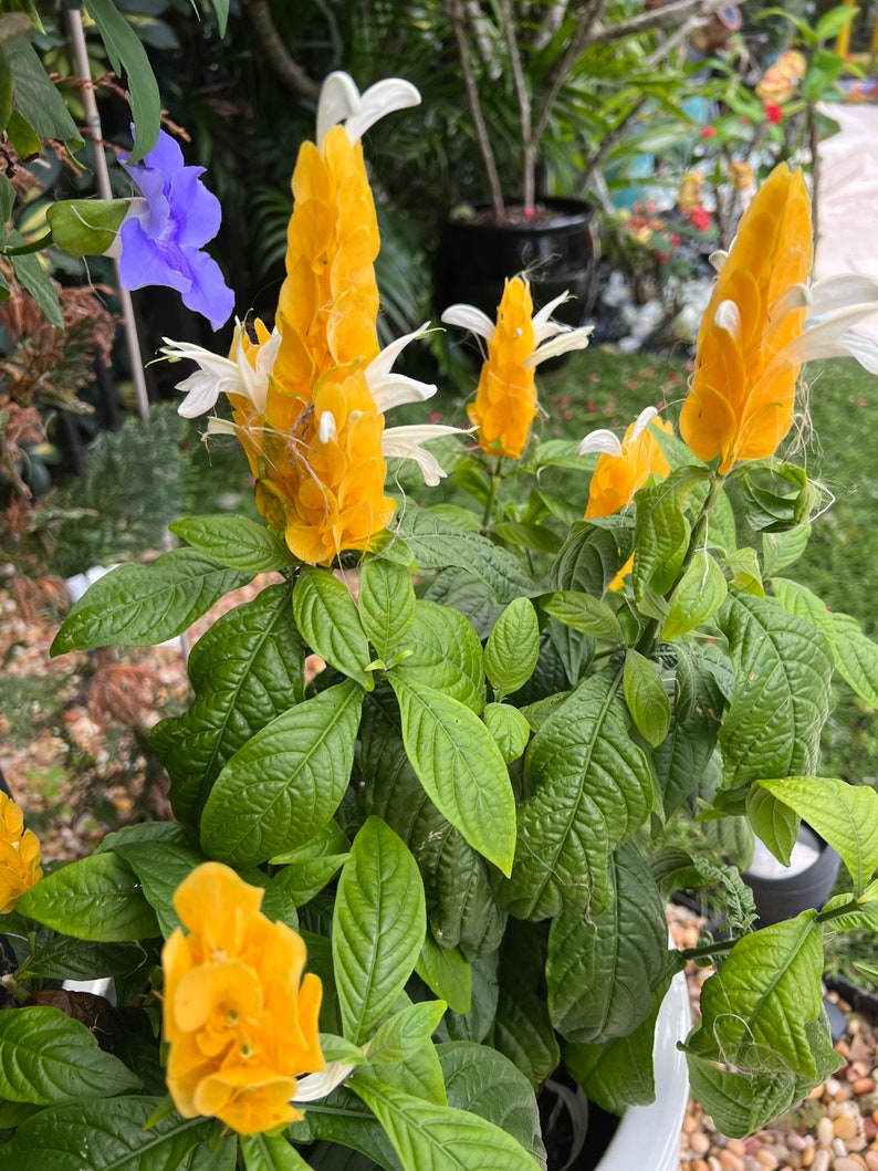 Radiant Gold Shrimp Plant: Pachystachys Lutea Starter image 5